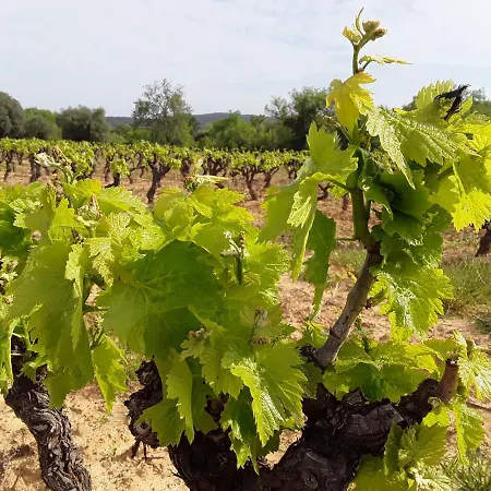 Гостевой дом Les Terres Basses Fabrezan