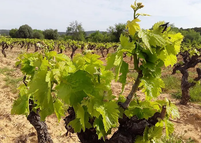 Penzion Les Terres Basses Fabrezan